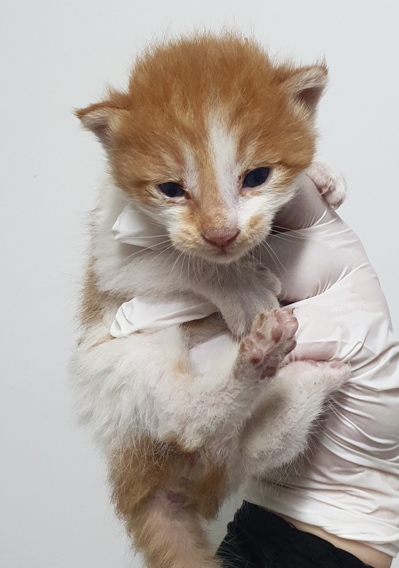 [고양이] 한국 고양이 인천-미추홀-2025-00117 유기동물 배경 이미지 입니다.